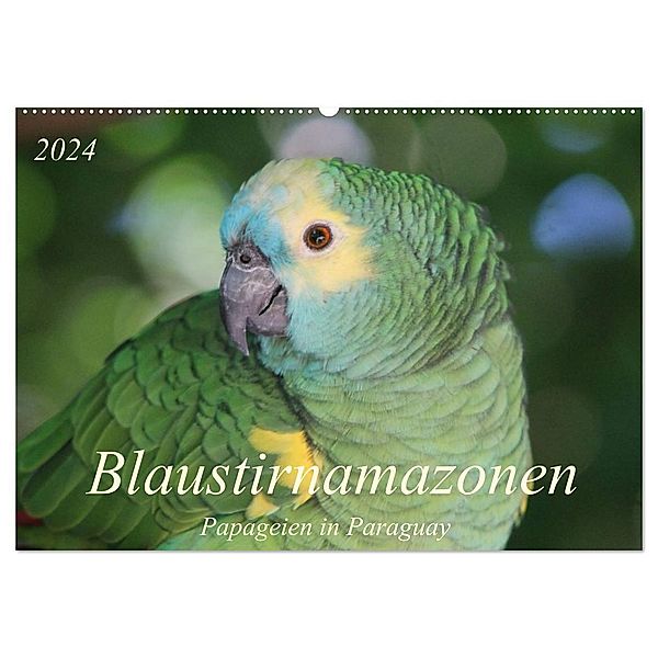 Blaustirnamazonen - Papageien in Paraguay (Wandkalender 2024 DIN A2 quer), CALVENDO Monatskalender, Bettina Schneider