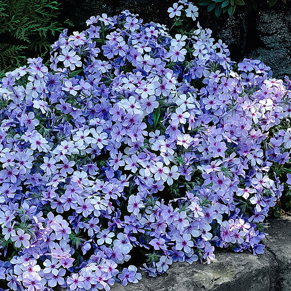 Blauvioletter Waldphlox Chattahoochee