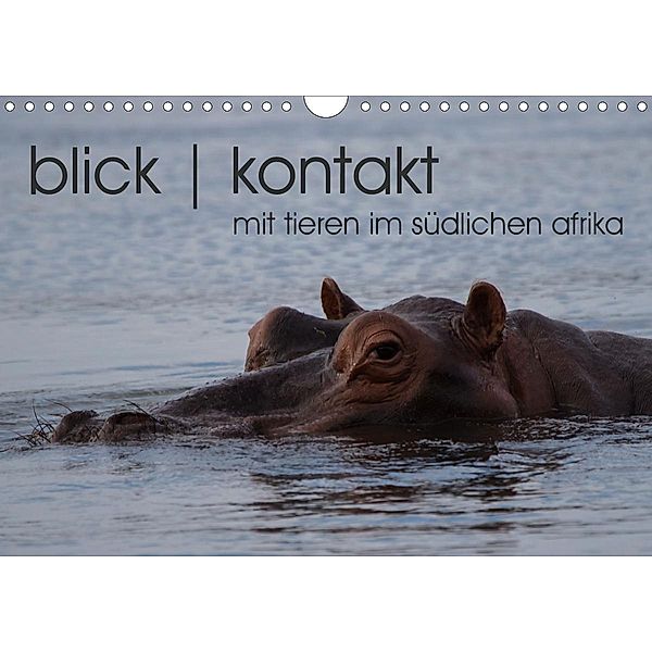 blick kontakt mit tieren im südlichen afrika (Wandkalender 2020 DIN A4 quer)