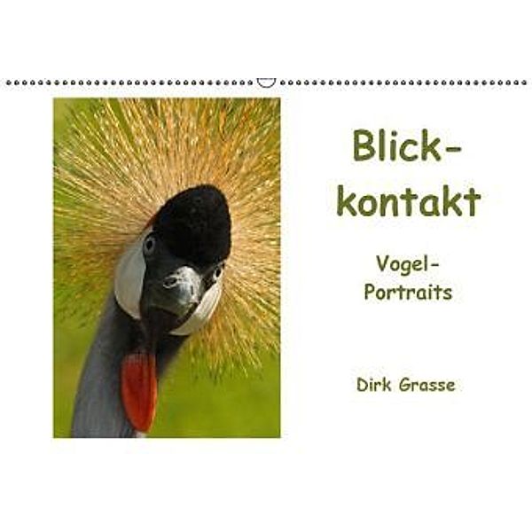 Blick-Kontakt (Wandkalender 2016 DIN A2 quer), Dirk Grasse