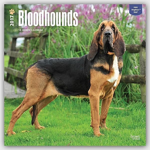 Bloodhounds - Bluthunde 2017 - 18-Monatskal.