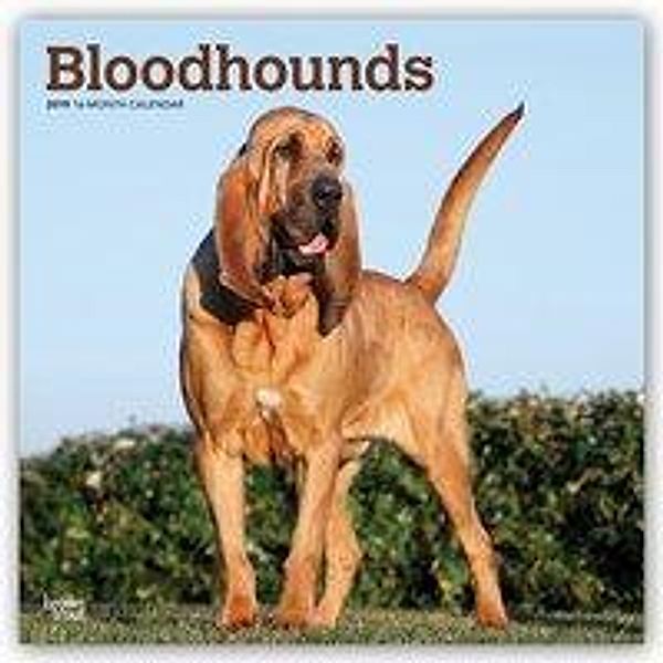 Bloodhounds - Bluthunde 2019 - 18-Monatskalender mit freier