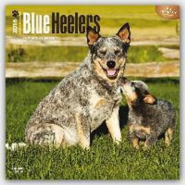 Blue Heelers 2016