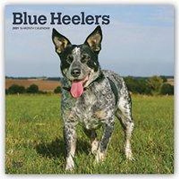 Blue Heelers - Australische Treibhunde 2021 - 16-Monatskalender mit freier DogDays-App, BrownTrout Publisher