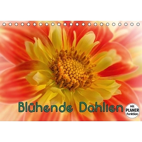 Blühende Dahlien (Tischkalender 2016 DIN A5 quer), Oldshutterhand