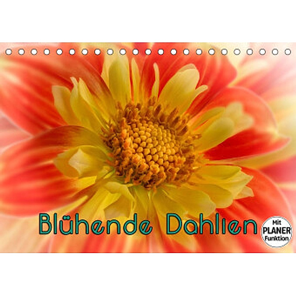 Blühende Dahlien (Tischkalender 2022 DIN A5 quer), Oldshutterhand