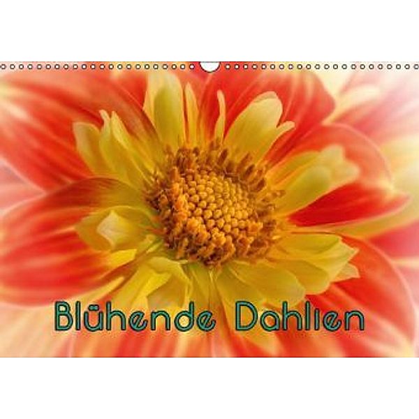 Blühende Dahlien (Wandkalender 2015 DIN A3 quer), oldshutterhand