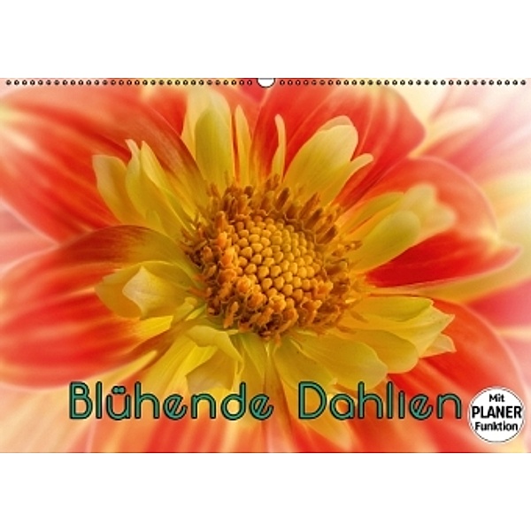 Blühende Dahlien (Wandkalender 2016 DIN A2 quer), oldshutterhand