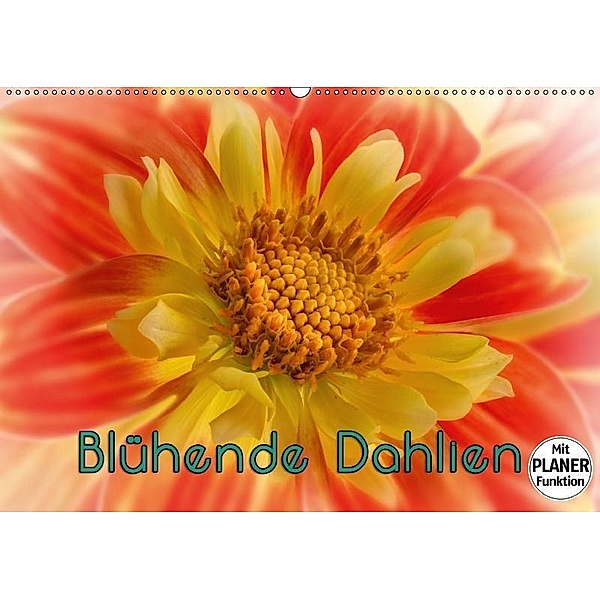 Blühende Dahlien (Wandkalender 2017 DIN A2 quer), oldshutterhand