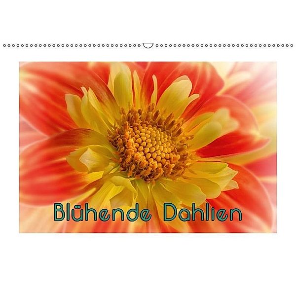 Blühende Dahlien (Wandkalender 2017 DIN A2 quer), oldshutterhand