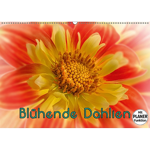 Blühende Dahlien (Wandkalender 2019 DIN A2 quer), oldshutterhand