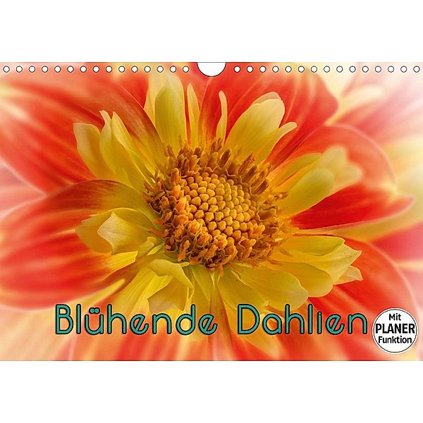 Blühende Dahlien (Wandkalender 2021 DIN A4 quer), Oldshutterhand