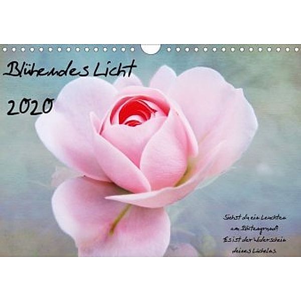 Blühendes Licht (Wandkalender 2020 DIN A4 quer), Hannelore Walter