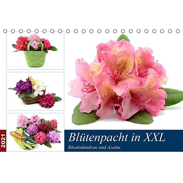 Blütenpracht in XXL - Rhododendron und Azalee (Tischkalender 2021 DIN A5 quer), Anja Frost