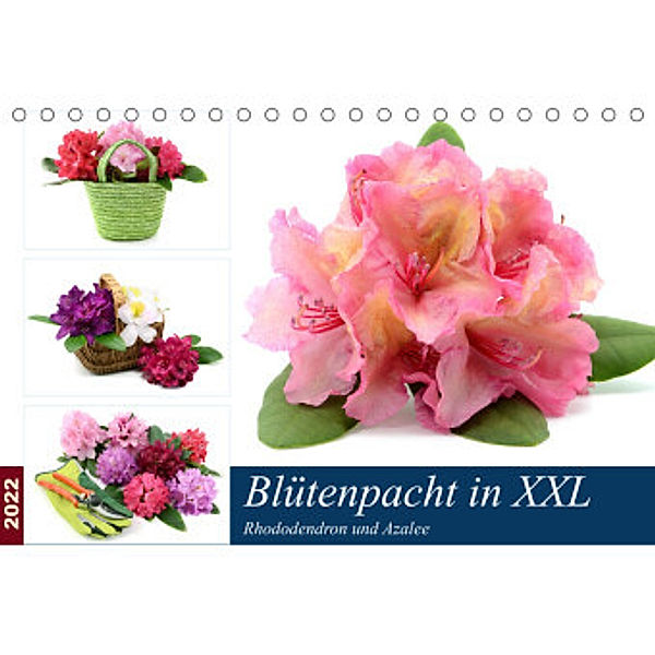 Blütenpracht in XXL - Rhododendron und Azalee (Tischkalender 2022 DIN A5 quer), Anja Frost