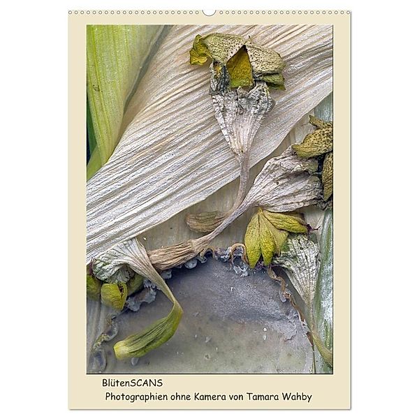 BlütenScans (Wandkalender 2024 DIN A2 hoch), CALVENDO Monatskalender, Tamara Wahby