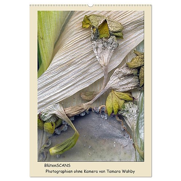 BlütenScans (Wandkalender 2025 DIN A2 hoch), CALVENDO Monatskalender, Calvendo, Tamara Wahby