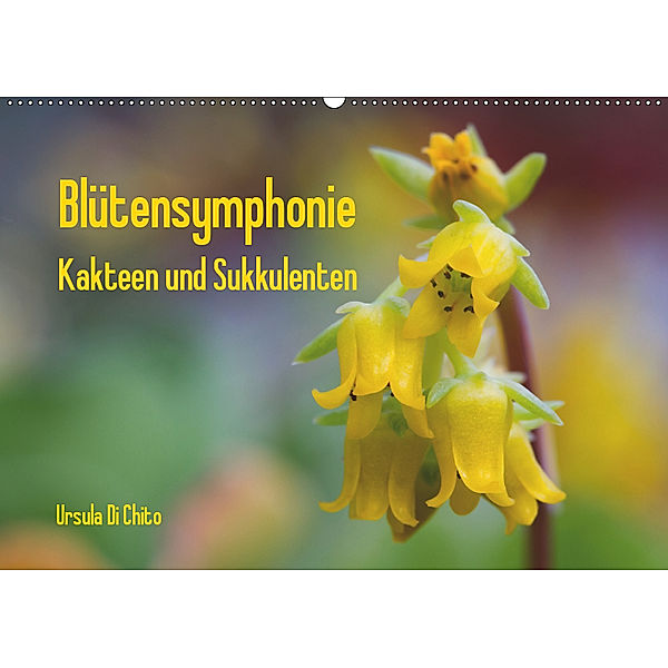 Blütensymphonie - Kakteen und Sukkulenten (Wandkalender 2019 DIN A2 quer), Ursula Di Chito