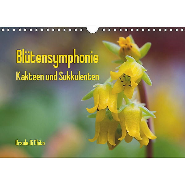 Blütensymphonie - Kakteen und Sukkulenten (Wandkalender 2019 DIN A4 quer), Ursula Di Chito