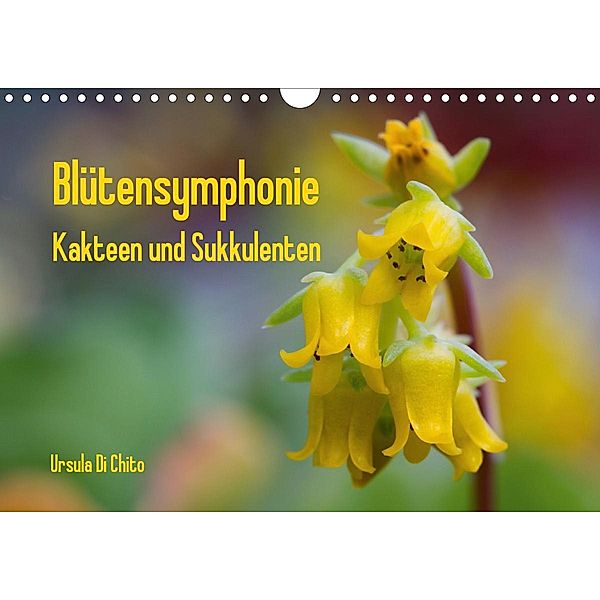 Blütensymphonie - Kakteen und Sukkulenten (Wandkalender 2021 DIN A4 quer), Ursula Di Chito