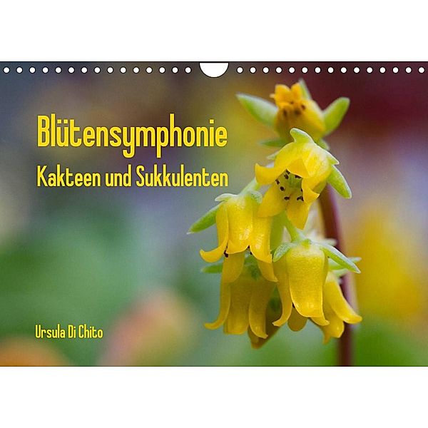 Blütensymphonie - Kakteen und Sukkulenten (Wandkalender 2023 DIN A4 quer), Ursula Di Chito