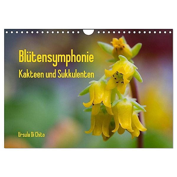 Blütensymphonie - Kakteen und Sukkulenten (Wandkalender 2024 DIN A4 quer), CALVENDO Monatskalender, Ursula Di Chito