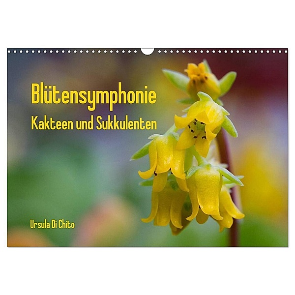 Blütensymphonie - Kakteen und Sukkulenten (Wandkalender 2024 DIN A3 quer), CALVENDO Monatskalender, Ursula Di Chito