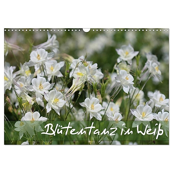 Blütentanz in Weiß (Wandkalender 2024 DIN A3 quer), CALVENDO Monatskalender, Gisela Kruse