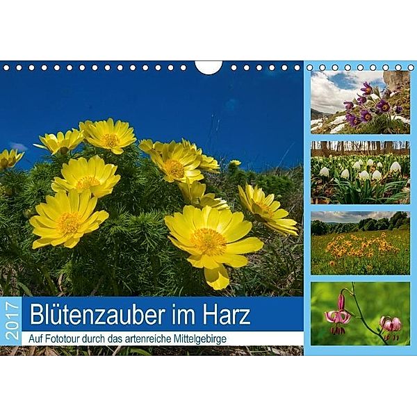 Blütenzauber im Harz (Wandkalender 2017 DIN A4 quer), Armin Maywald