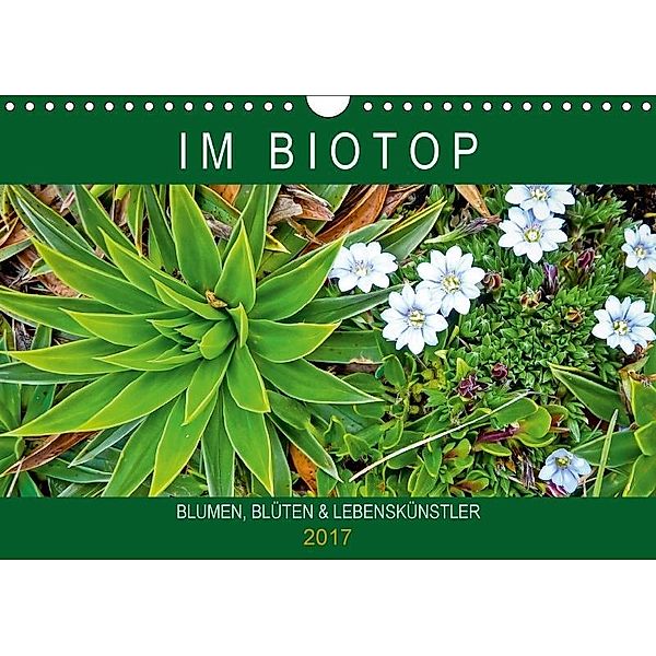 Blumen, Blüten, Lebenskünstler: Im Biotop (Wandkalender 2017 DIN A4 quer), CALVENDO