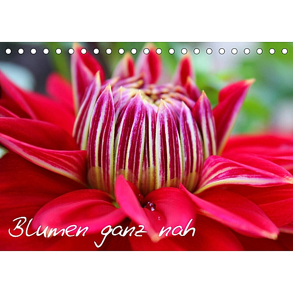 Blumen ganz nah (Tischkalender 2023 DIN A5 quer), Elena Kalemi