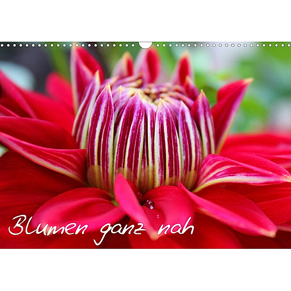 Blumen ganz nah (Wandkalender 2023 DIN A3 quer), Elena Kalemi