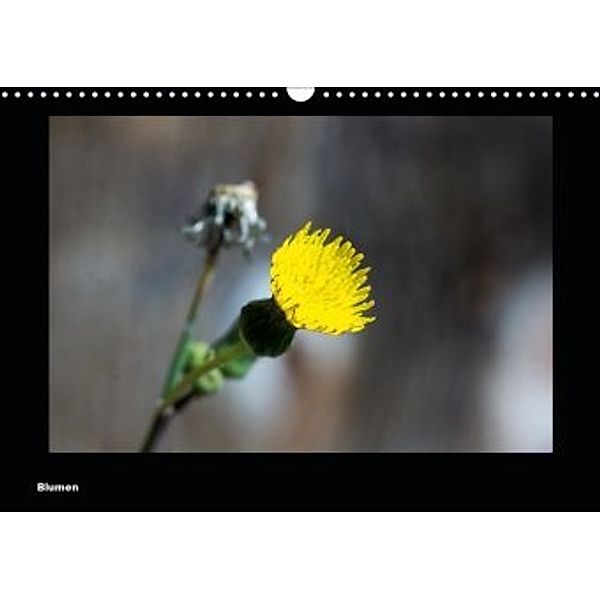 Blumen (Wandkalender 2020 DIN A3 quer), toby deinhardt