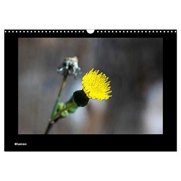 Blumen (Wandkalender 2024 DIN A3 quer), CALVENDO Monatskalender, toby deinhardt