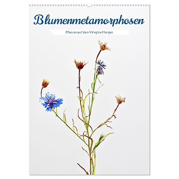Blumenmetamorphosen (Wandkalender 2024 DIN A2 hoch), CALVENDO Monatskalender, Clemens Stenner