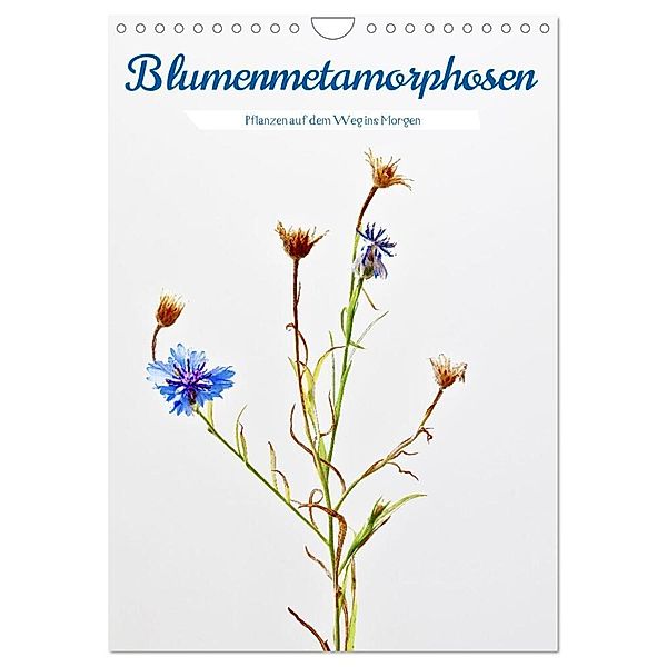 Blumenmetamorphosen (Wandkalender 2024 DIN A4 hoch), CALVENDO Monatskalender, Clemens Stenner