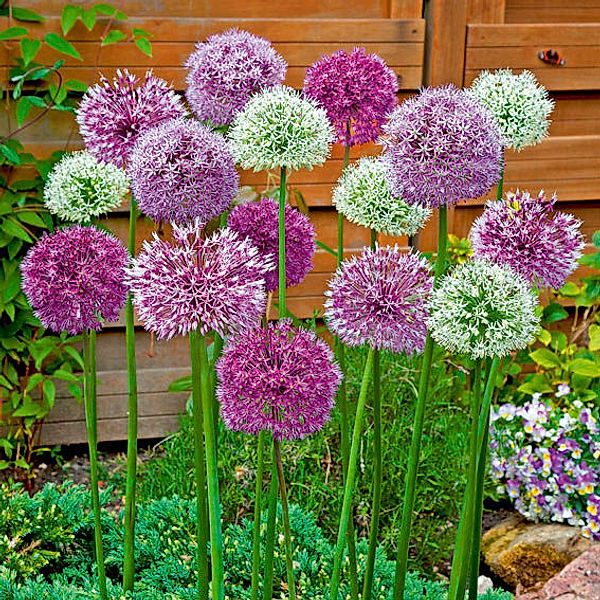 Blumenzwiebel-Set Riesenzierlauch