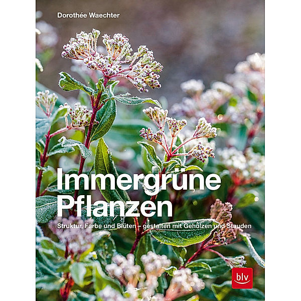 BLV Pflanzenpraxis / Immergrüne Pflanzen, Dorothée Waechter