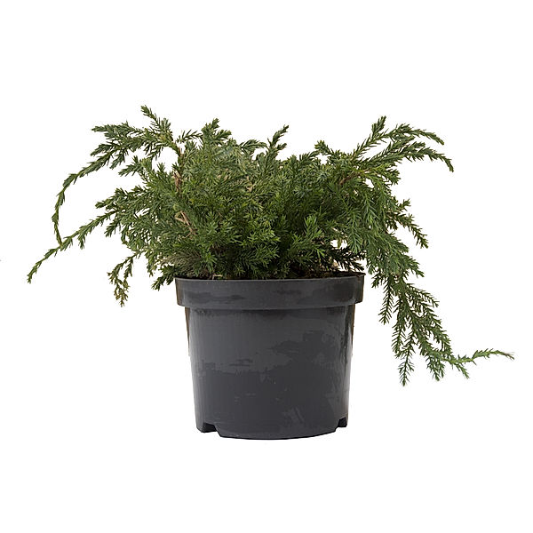Bodenwacholder Blue Carpet, Juniperus squamata, 20 - 30, C2 1 Pflanze