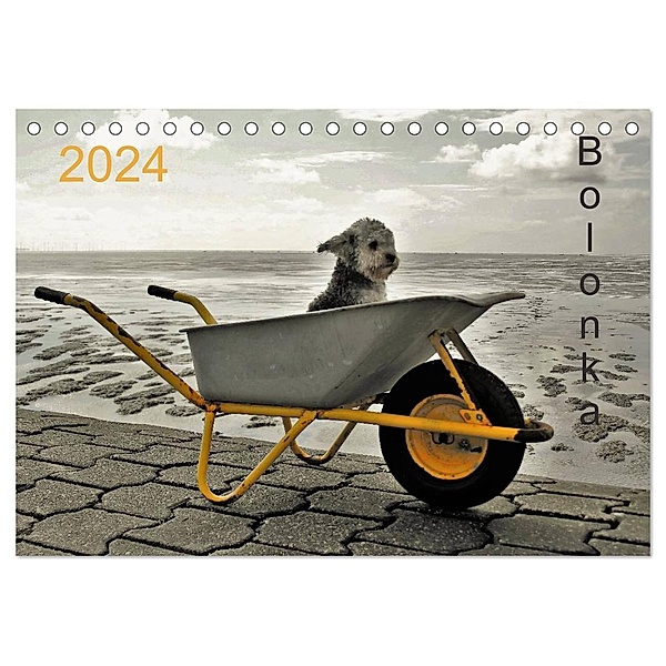 Bolonka 2024 (Tischkalender 2024 DIN A5 quer), CALVENDO Monatskalender, C. Winnen