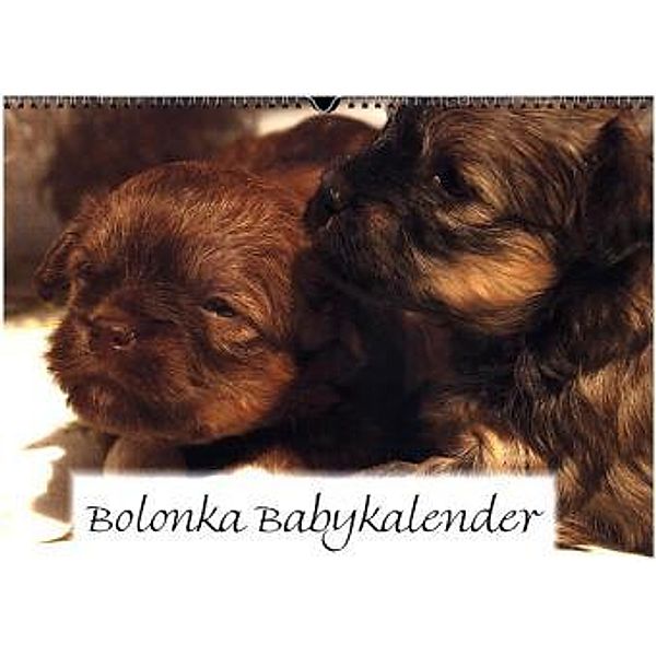 Bolonka Babykalender 2017 (Wandkalender 2017 DIN A3 quer), Antonia Katharina Tessnow