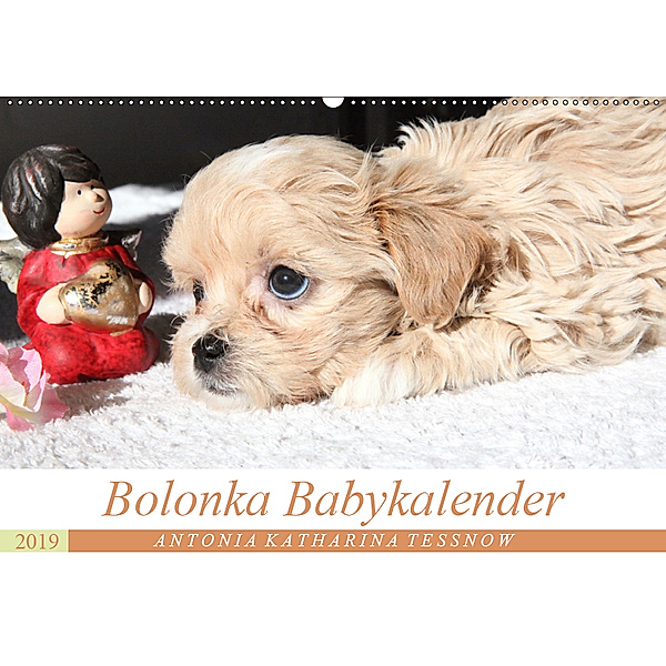 Bolonka Babykalender 2019 (Wandkalender 2019 DIN A2 quer), Antonia Katharina Tessnow