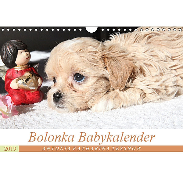 Bolonka Babykalender 2019 (Wandkalender 2019 DIN A4 quer), Antonia Katharina Tessnow