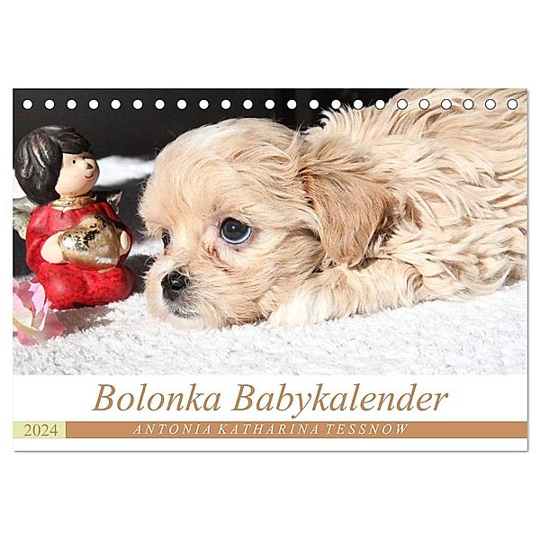 Bolonka Babykalender 2024 (Tischkalender 2024 DIN A5 quer), CALVENDO Monatskalender, Antonia Katharina Tessnow