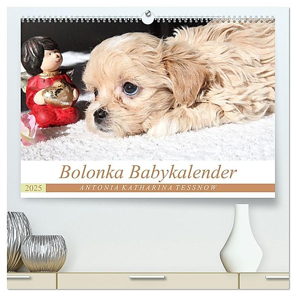 Bolonka Babykalender 2025 (hochwertiger Premium Wandkalender 2025 DIN A2 quer), Kunstdruck in Hochglanz, Calvendo, Antonia Katharina Tessnow