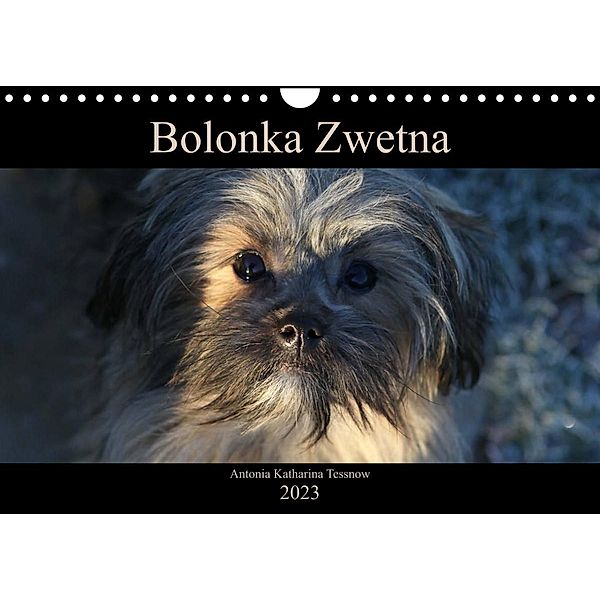 Bolonka Zwetna 2023 (Wandkalender 2023 DIN A4 quer), Antonia Katharina Tessnow
