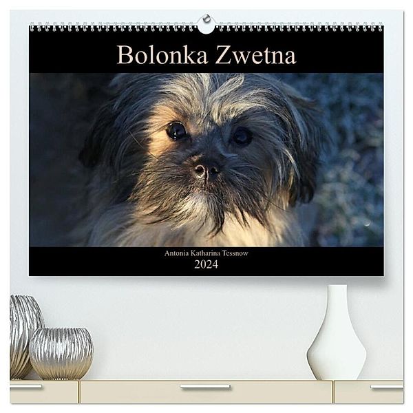 Bolonka Zwetna 2024 (hochwertiger Premium Wandkalender 2024 DIN A2 quer), Kunstdruck in Hochglanz, Antonia Katharina Tessnow