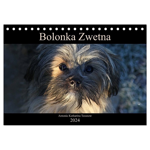 Bolonka Zwetna 2024 (Tischkalender 2024 DIN A5 quer), CALVENDO Monatskalender, Antonia Katharina Tessnow