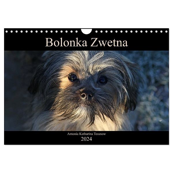 Bolonka Zwetna 2024 (Wandkalender 2024 DIN A4 quer), CALVENDO Monatskalender, Antonia Katharina Tessnow
