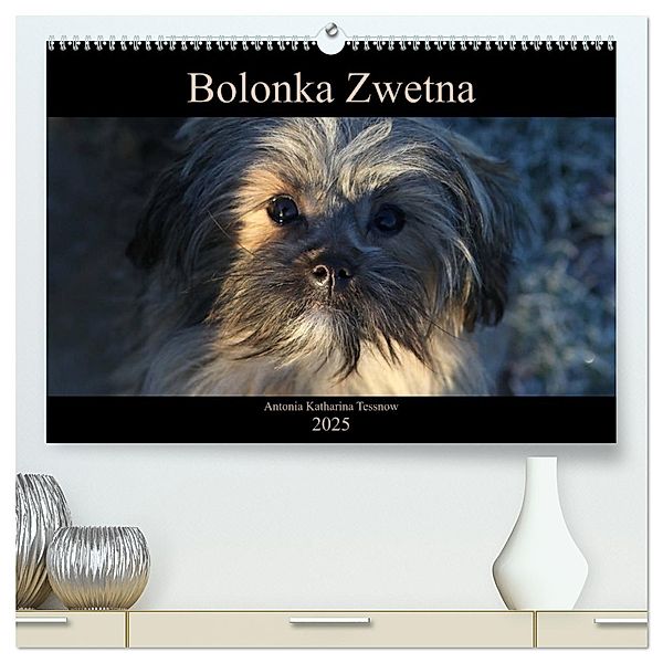 Bolonka Zwetna 2025 (hochwertiger Premium Wandkalender 2025 DIN A2 quer), Kunstdruck in Hochglanz, Calvendo, Antonia Katharina Tessnow